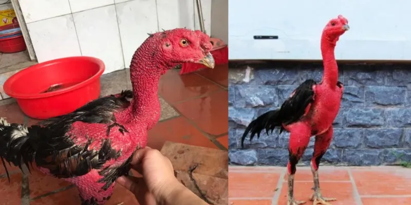 Bật mí mẹo cá cược đá gà hiệu quả từ cao thủ