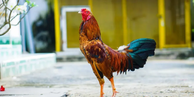 Tránh những sai lầm thường gặp khi cá cược đá gà