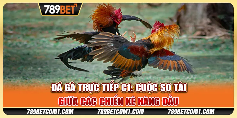 Đá gà trực tiếp C1 tại 789Bet - Trải nghiệm những trận đấu gay cấn