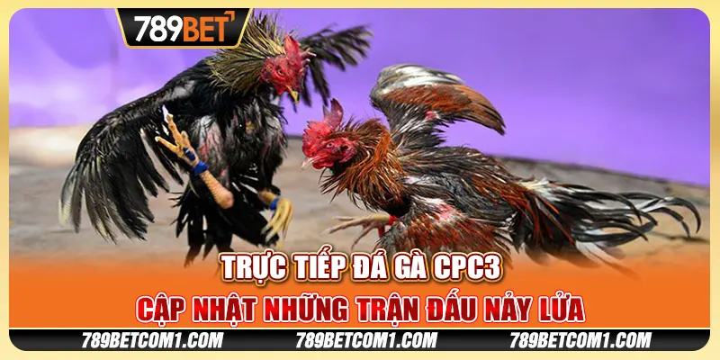 Trực tiếp đá gà CPC3 tại 789Bet - Cập nhật những trận đấu nảy lửa