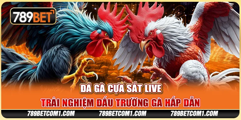Đá gà cựa sắt live tại 789Bet - Trải nghiệm đấu trường gà hấp dẫn